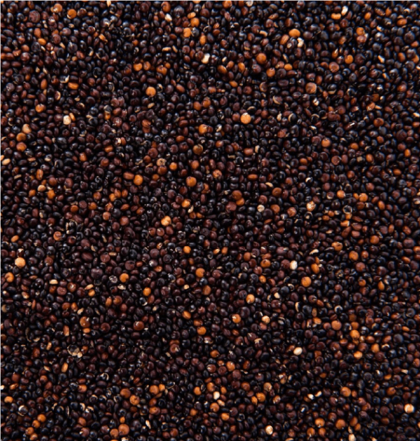 Canola - Image 2